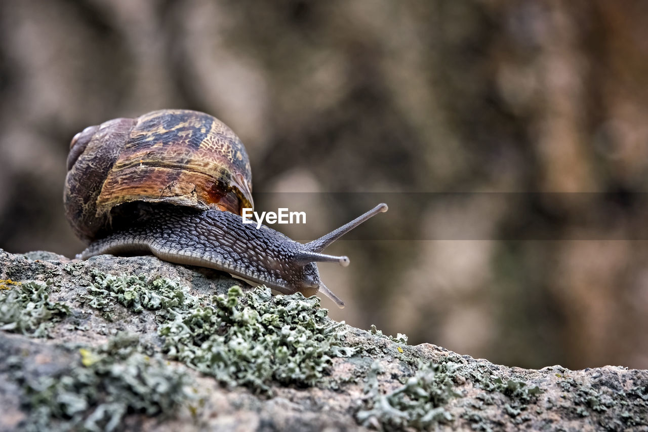 CLOSE-UP OF SNAIL ON ROCKS