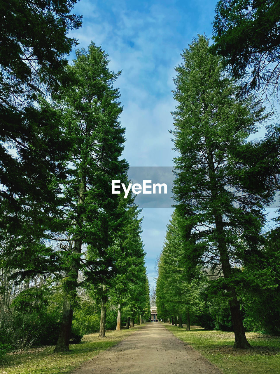 Empty road amidst trees against sky