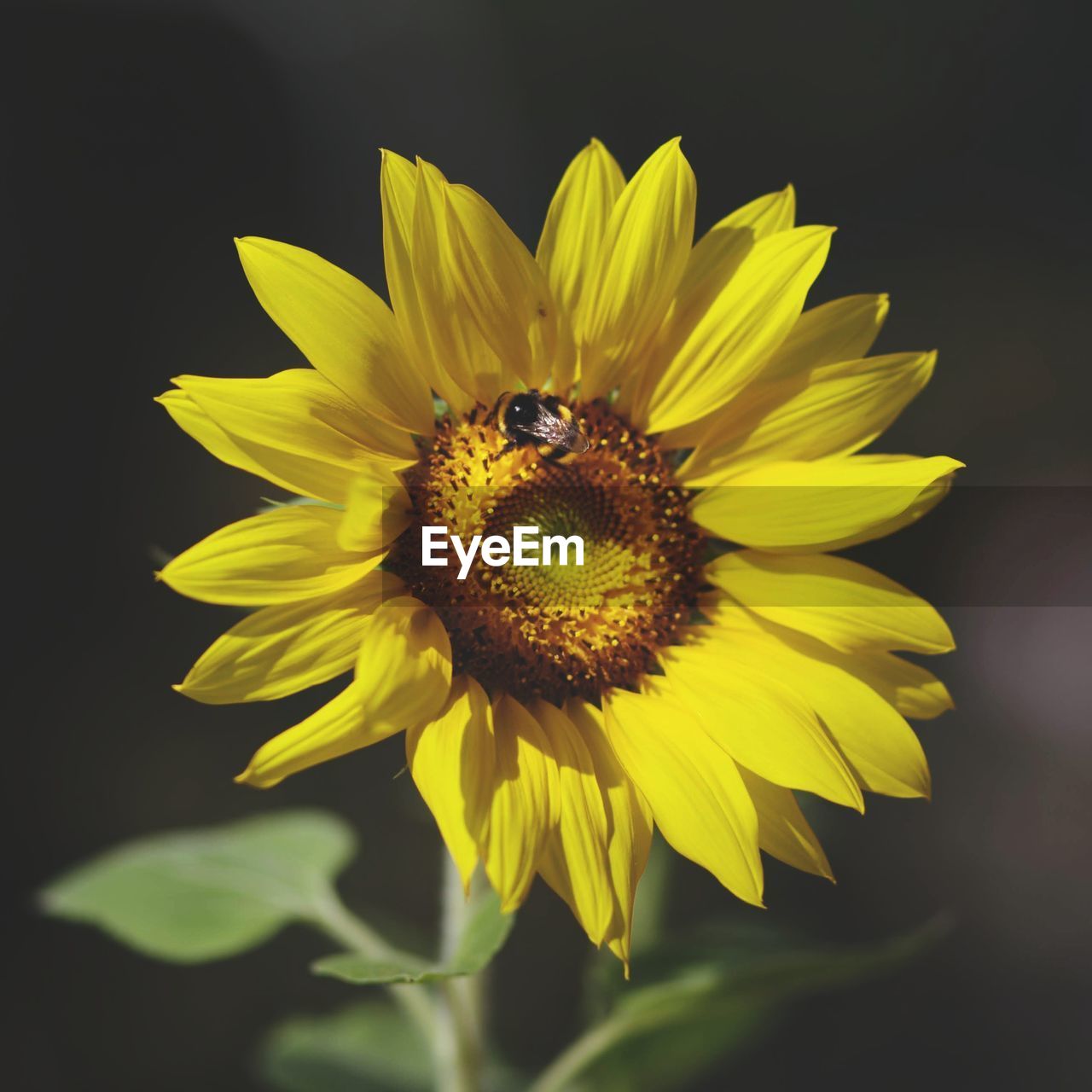 Close-up of honey bee on sunflower