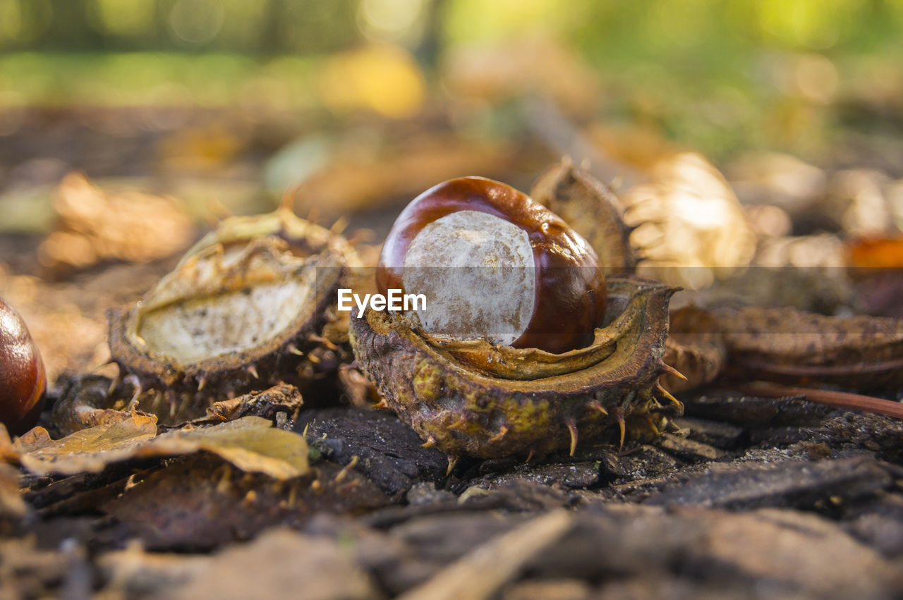 Close-up of chestnut on forestground