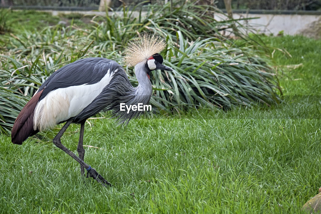 SIDE VIEW OF A BIRD ON LAND