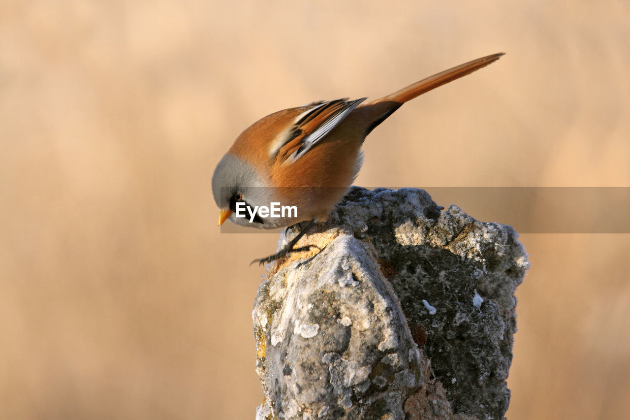 BIRD PERCHING ON ROCK