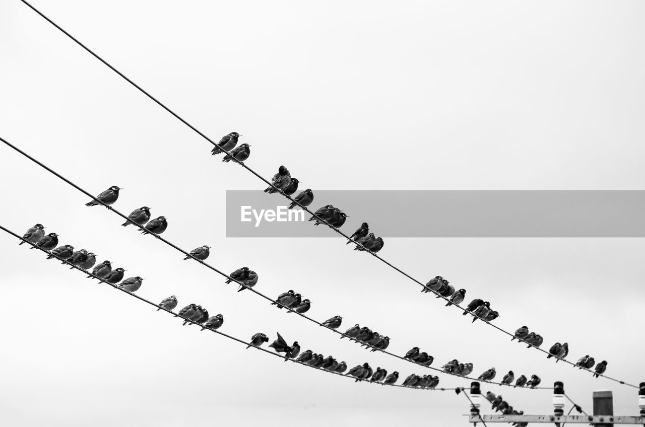 Low angle view of birds perching on cables against clear sky