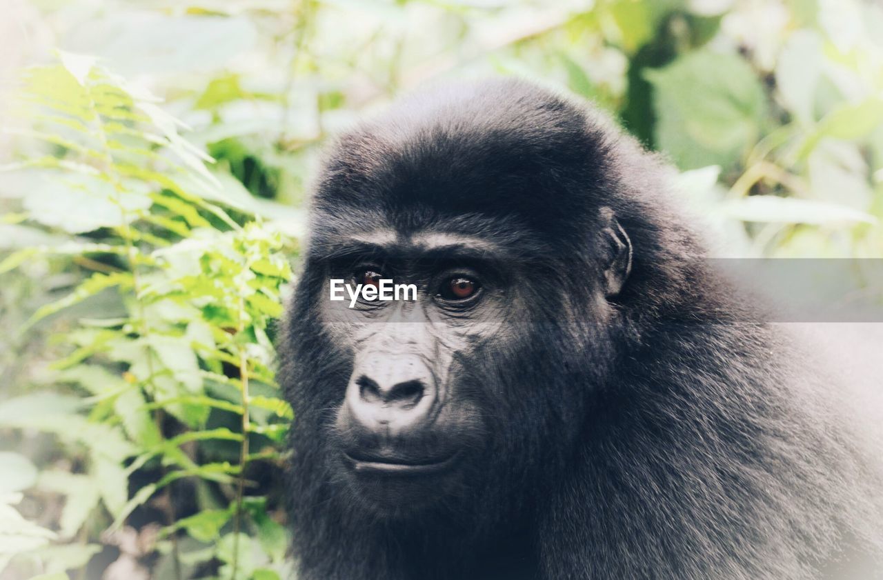 Gorilla in uganda 