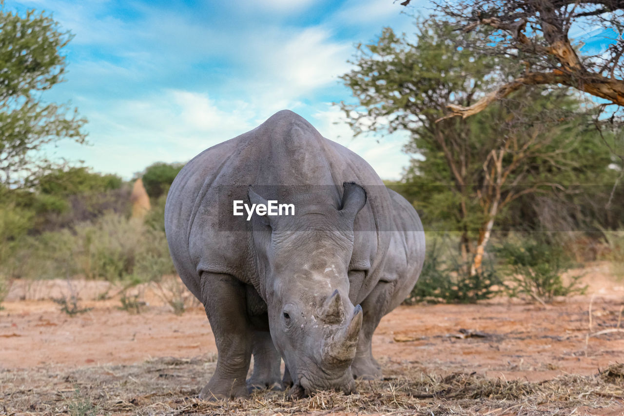 VIEW OF ELEPHANT IN THE FIELD