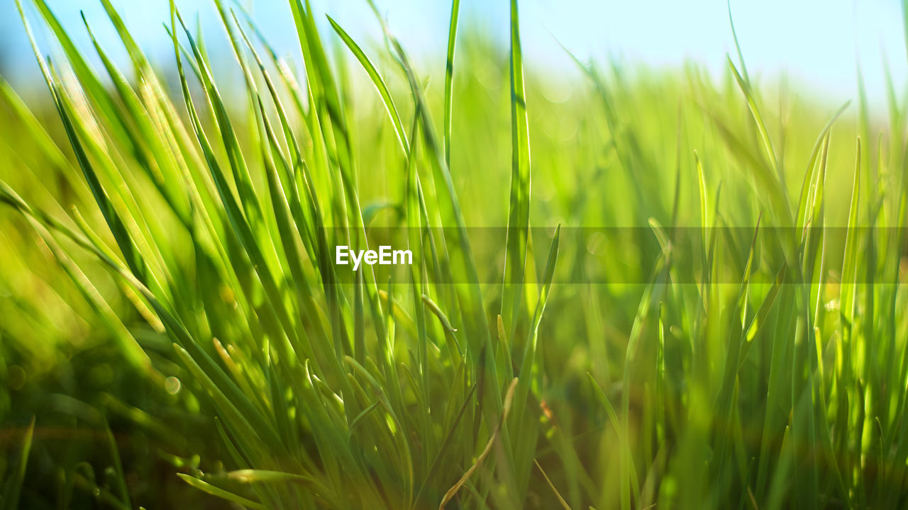 Close-up of fresh green grass in field