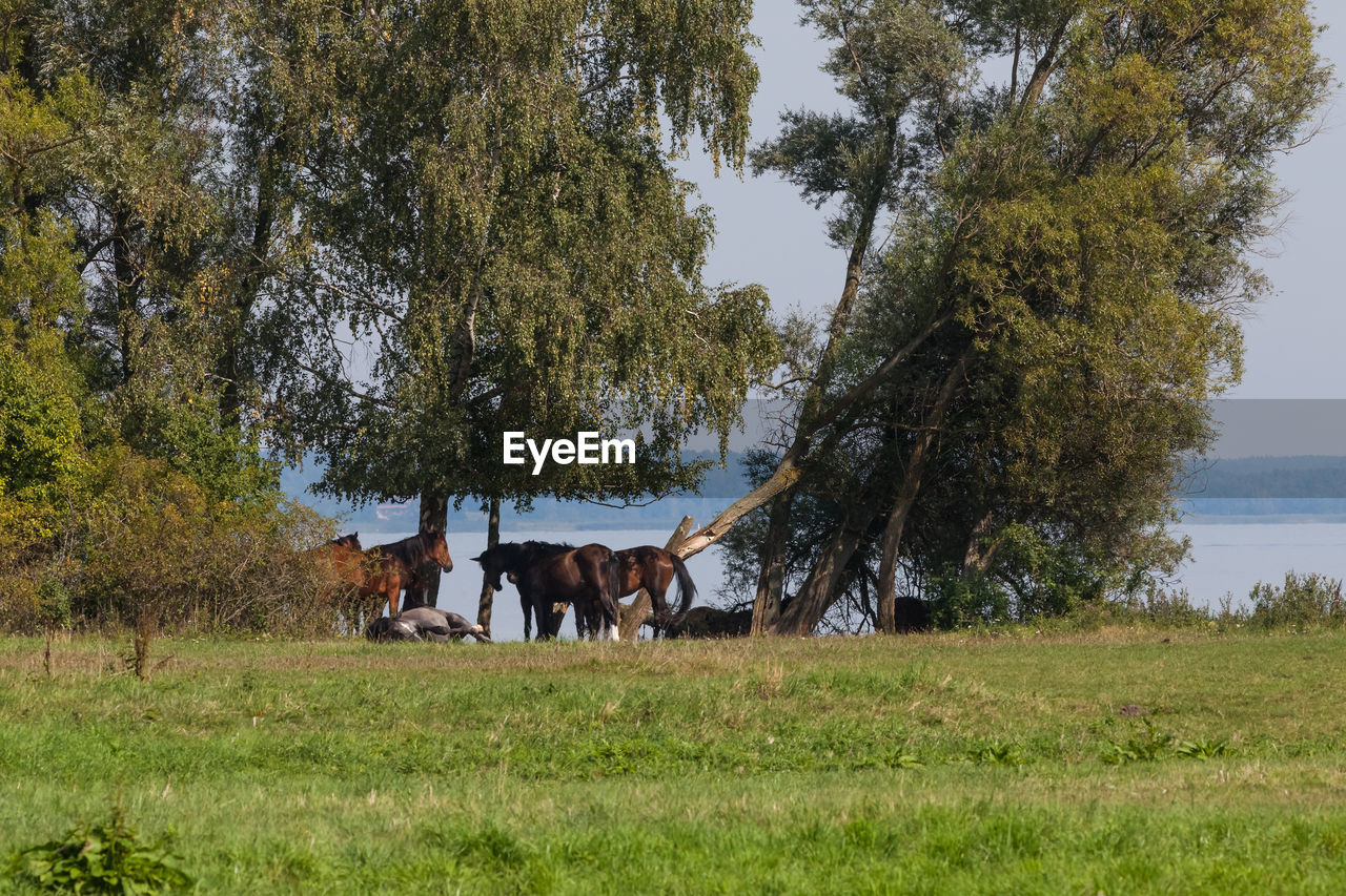 COWS GRAZING ON FIELD