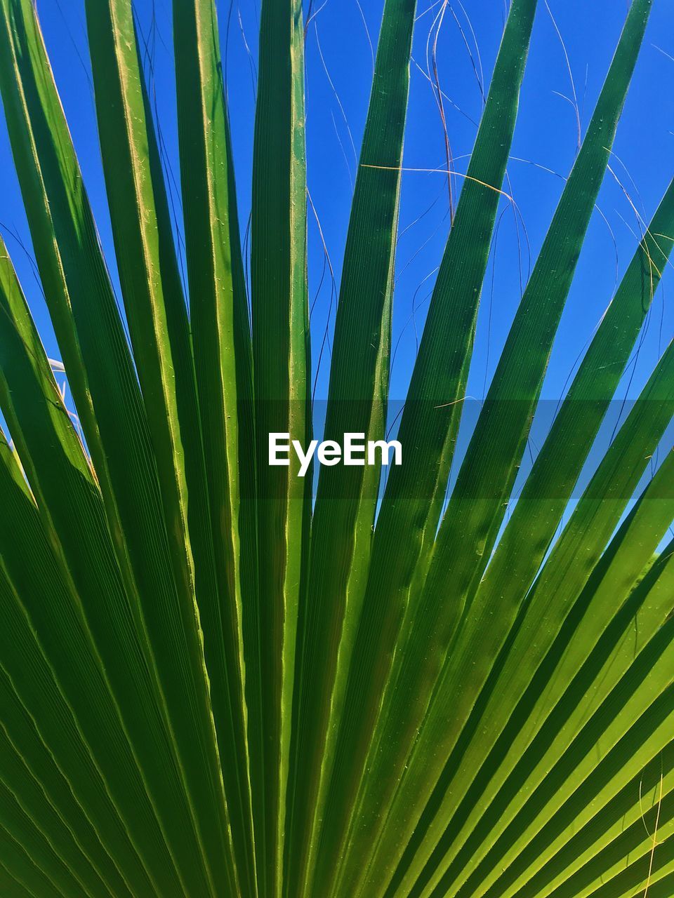 FULL FRAME SHOT OF PALM TREE