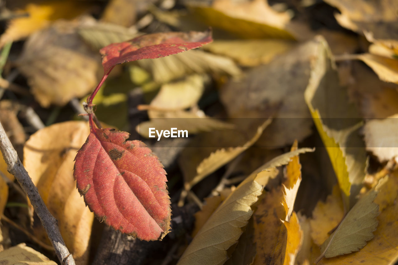 Close-up of fallen leaves in field during autumn