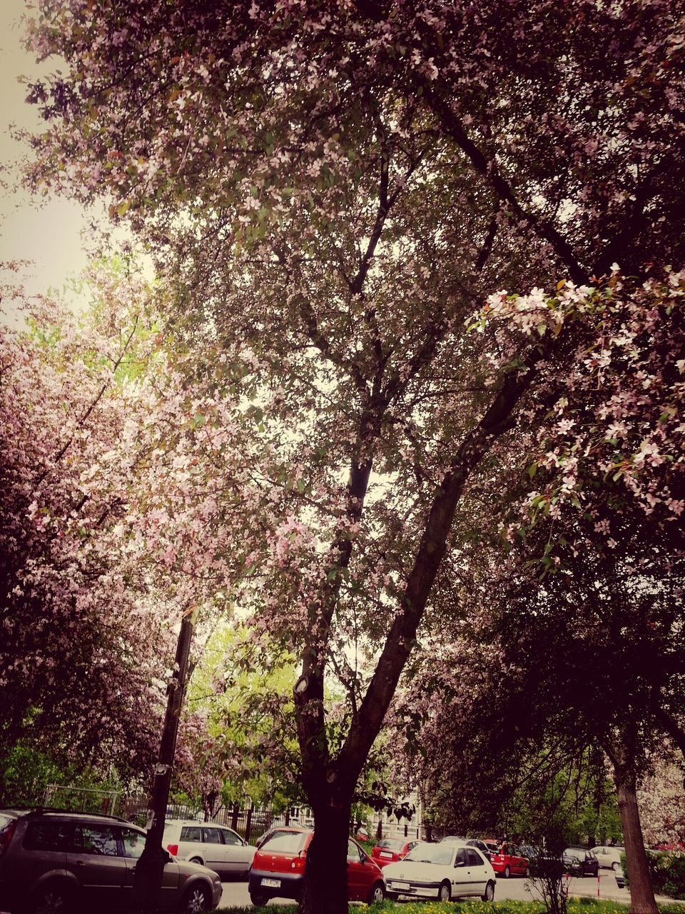 TREES ON ROADSIDE