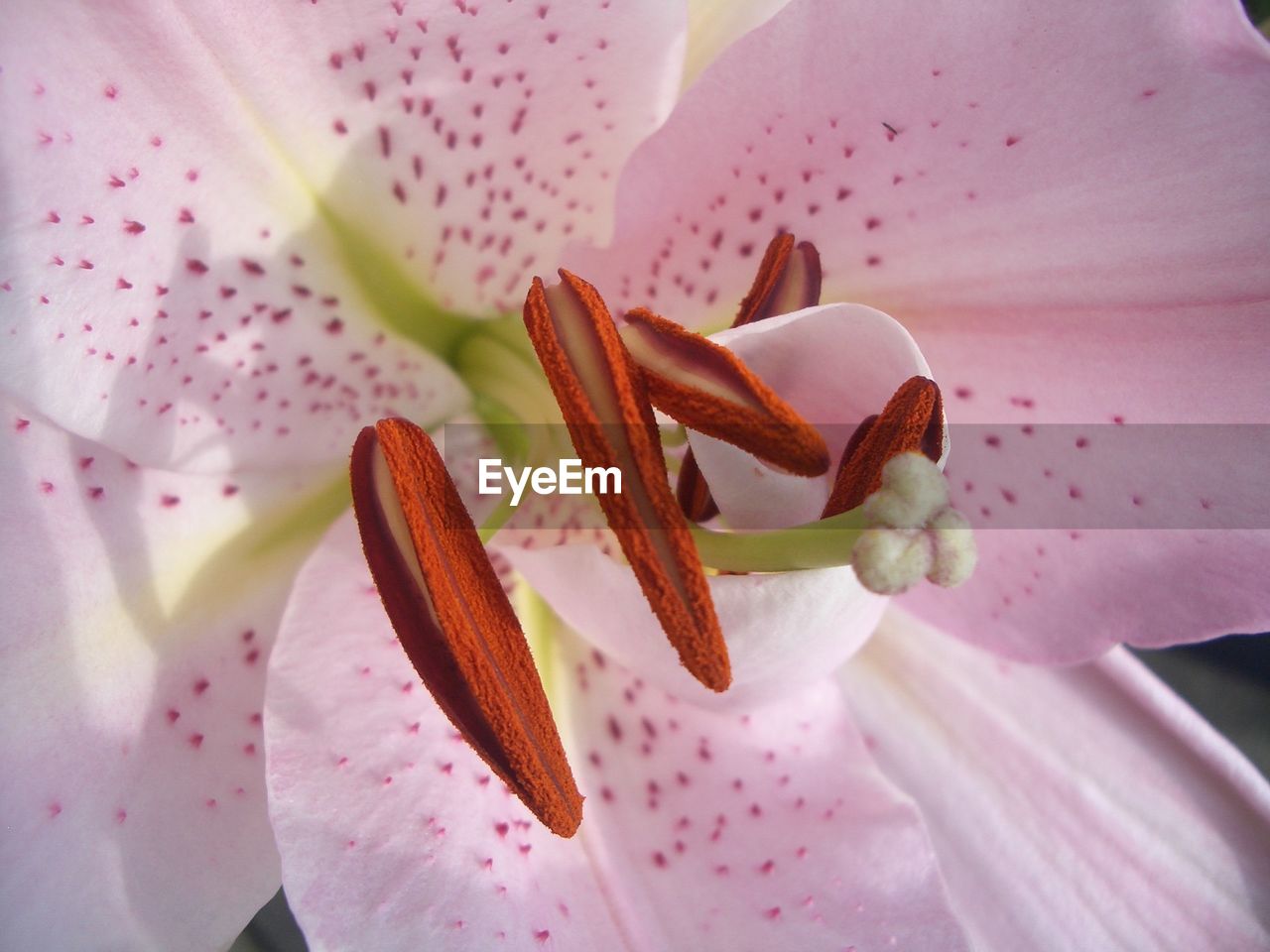 Close-up of pink flower