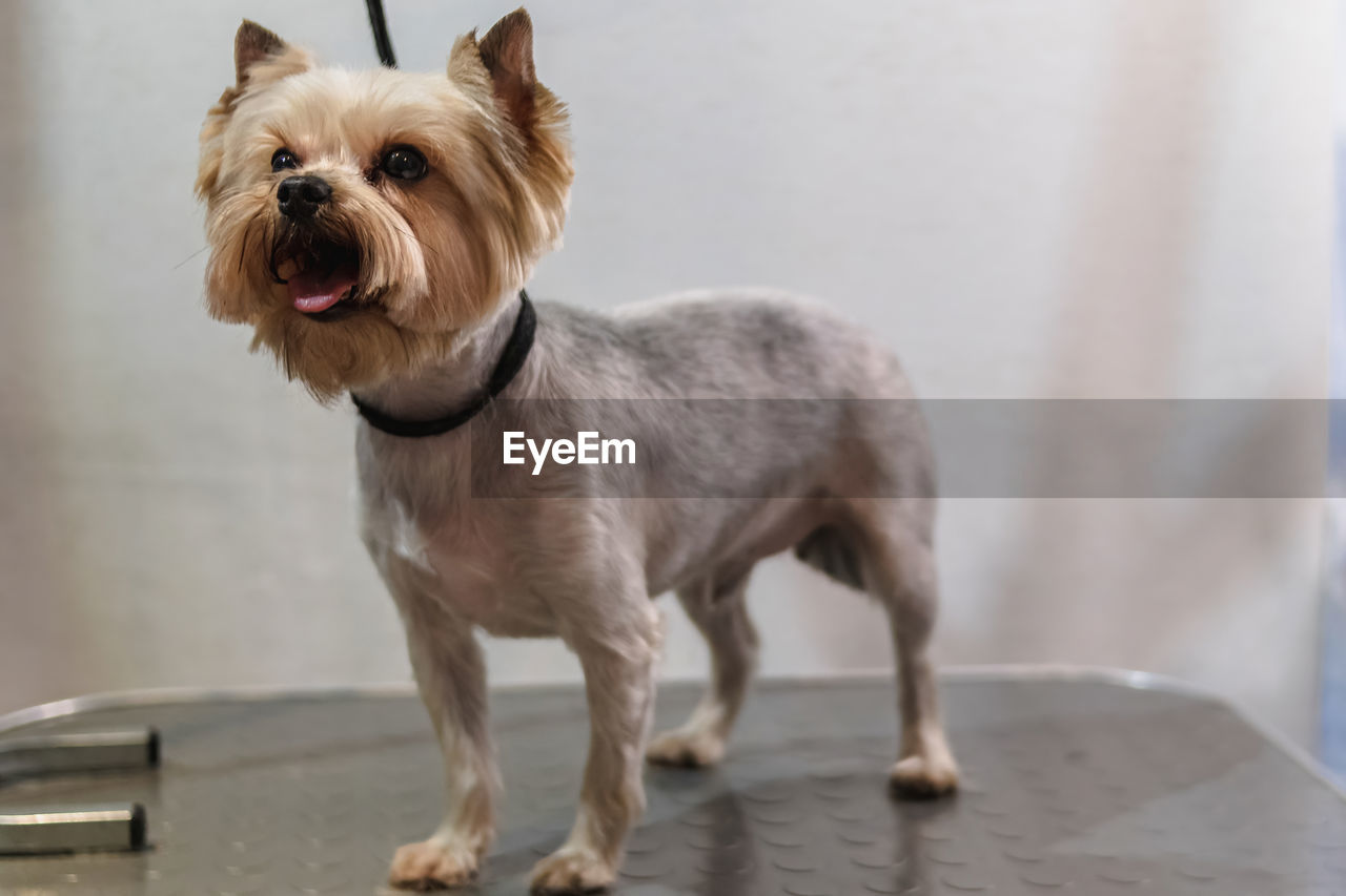 Yorkshire terrier dog gets nail cut hair grooming at salon and pet spa