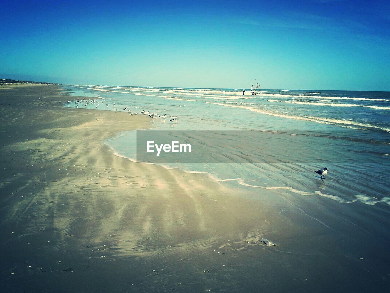 Seagulls on beach