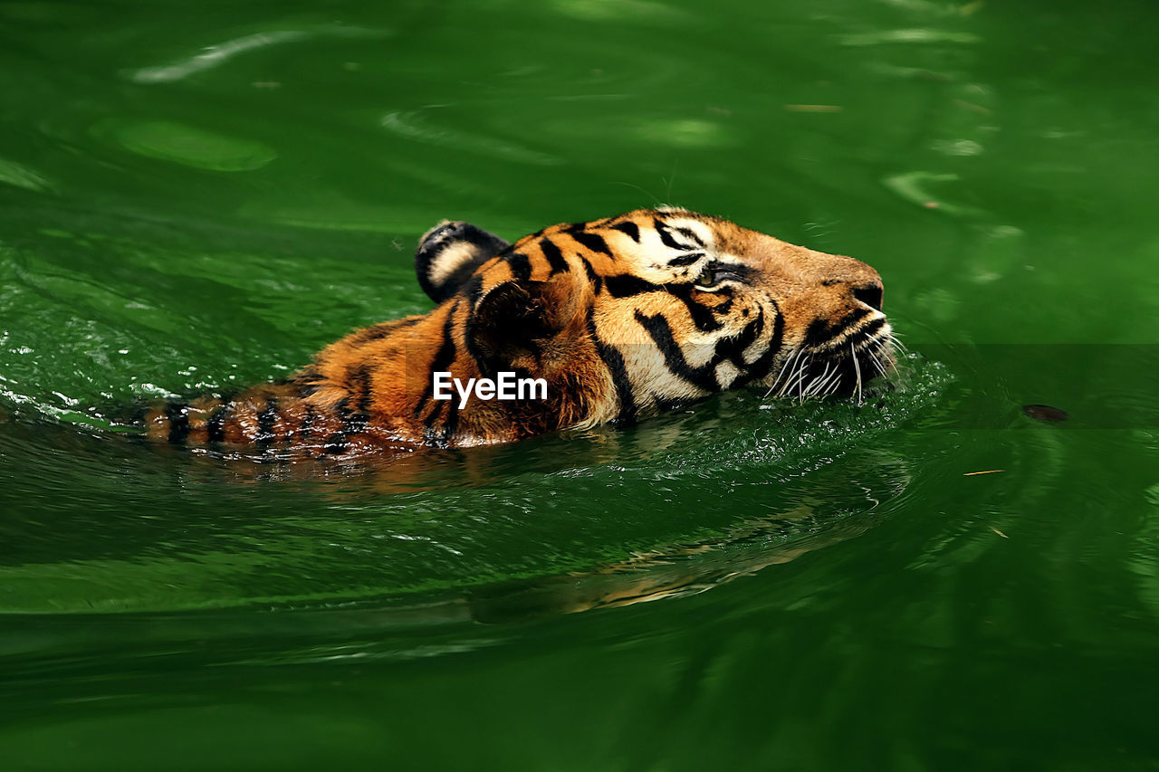 Side view of tiger in green water