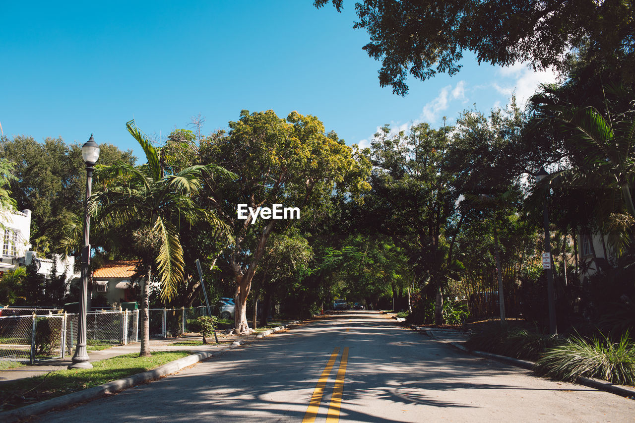 road amidst trees against blue sky