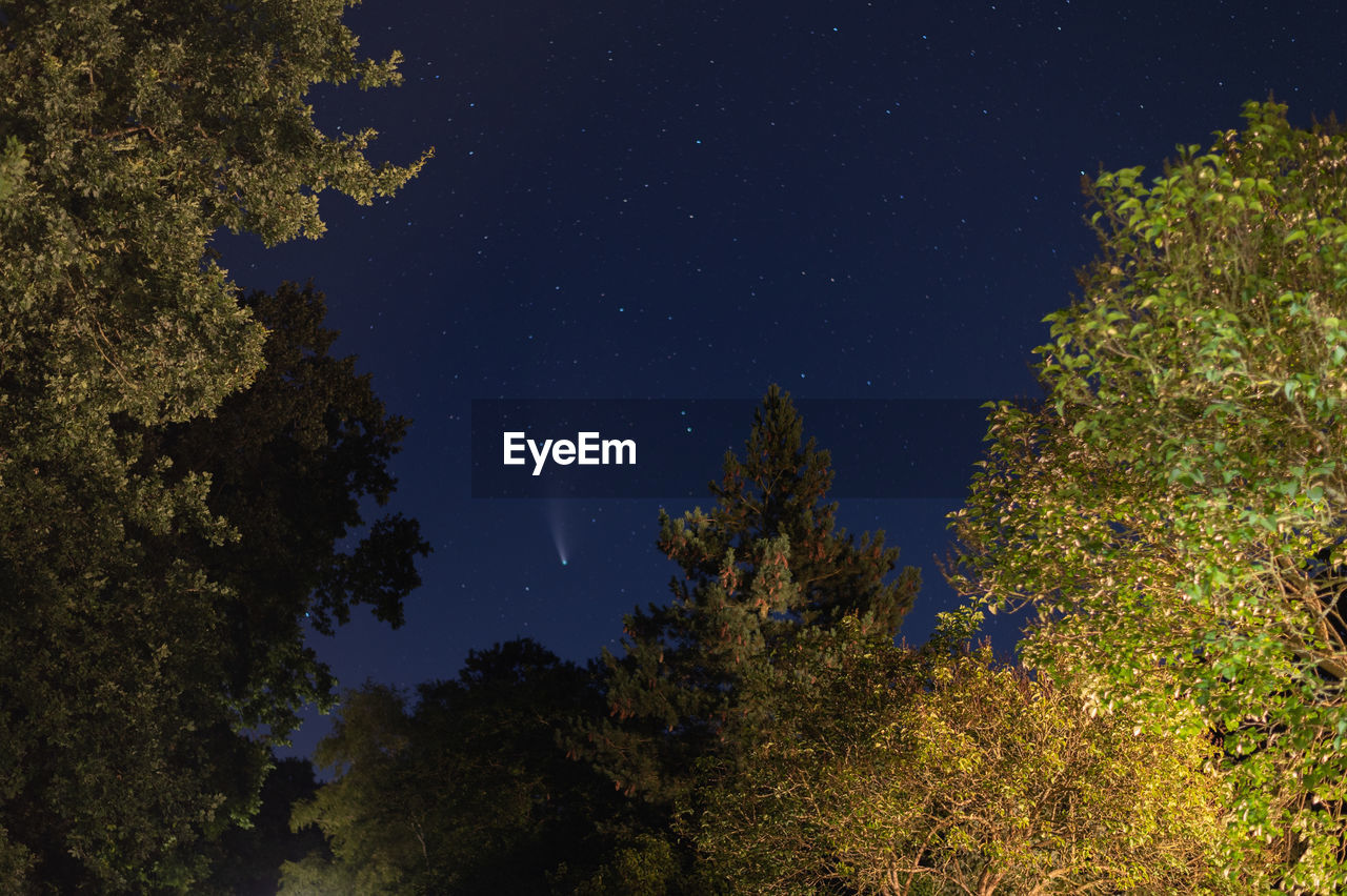 LOW ANGLE VIEW OF TREES AGAINST STAR FIELD AT NIGHT