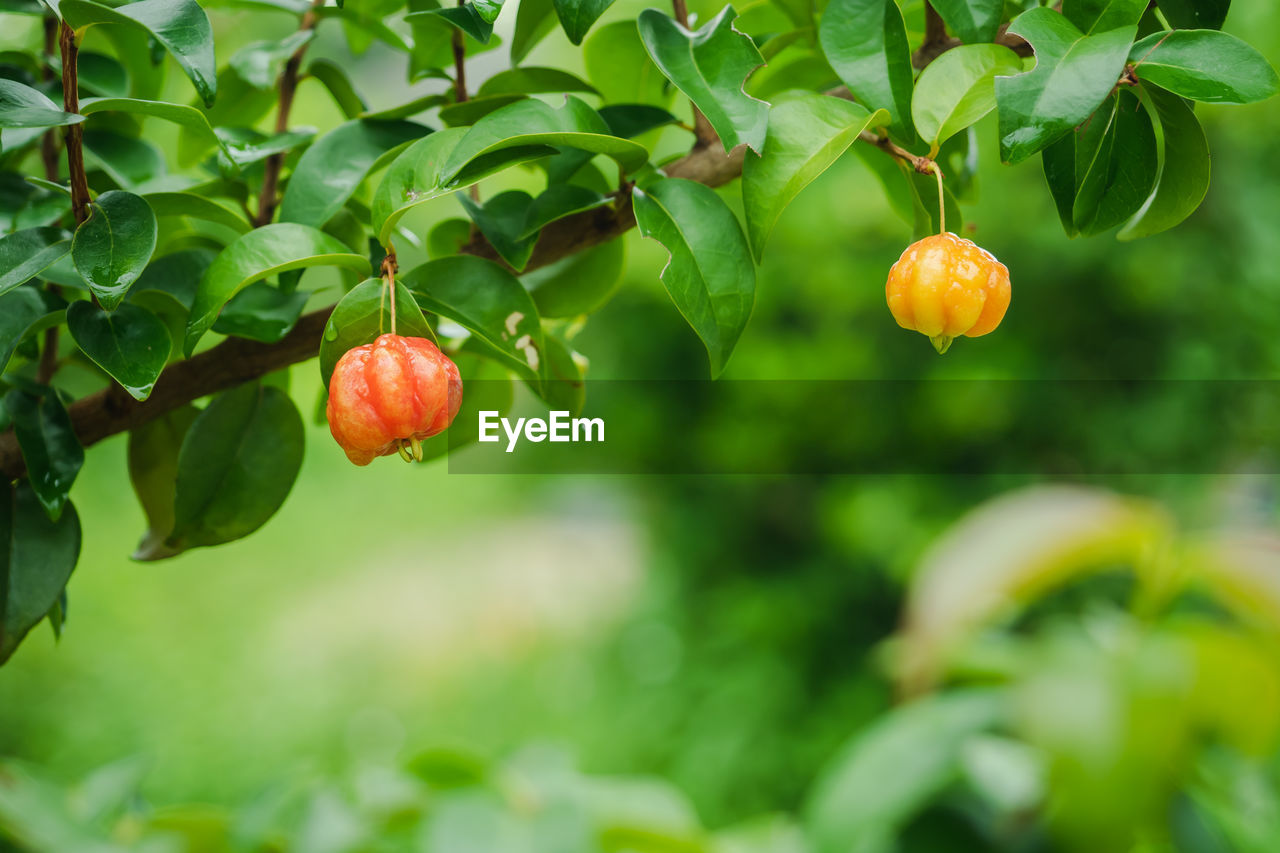 Close-up of fruits growing on plant