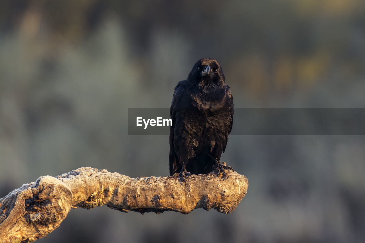 Close-up of raven perching on branch