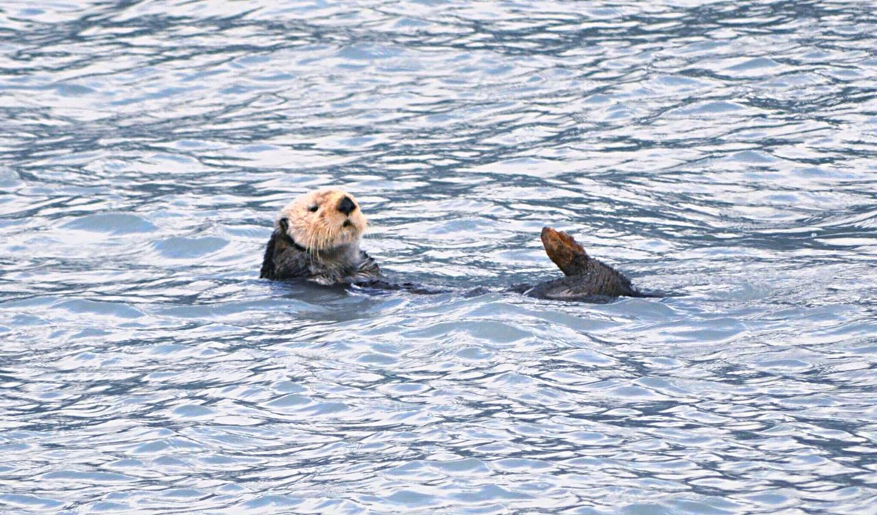Close-up seal in water