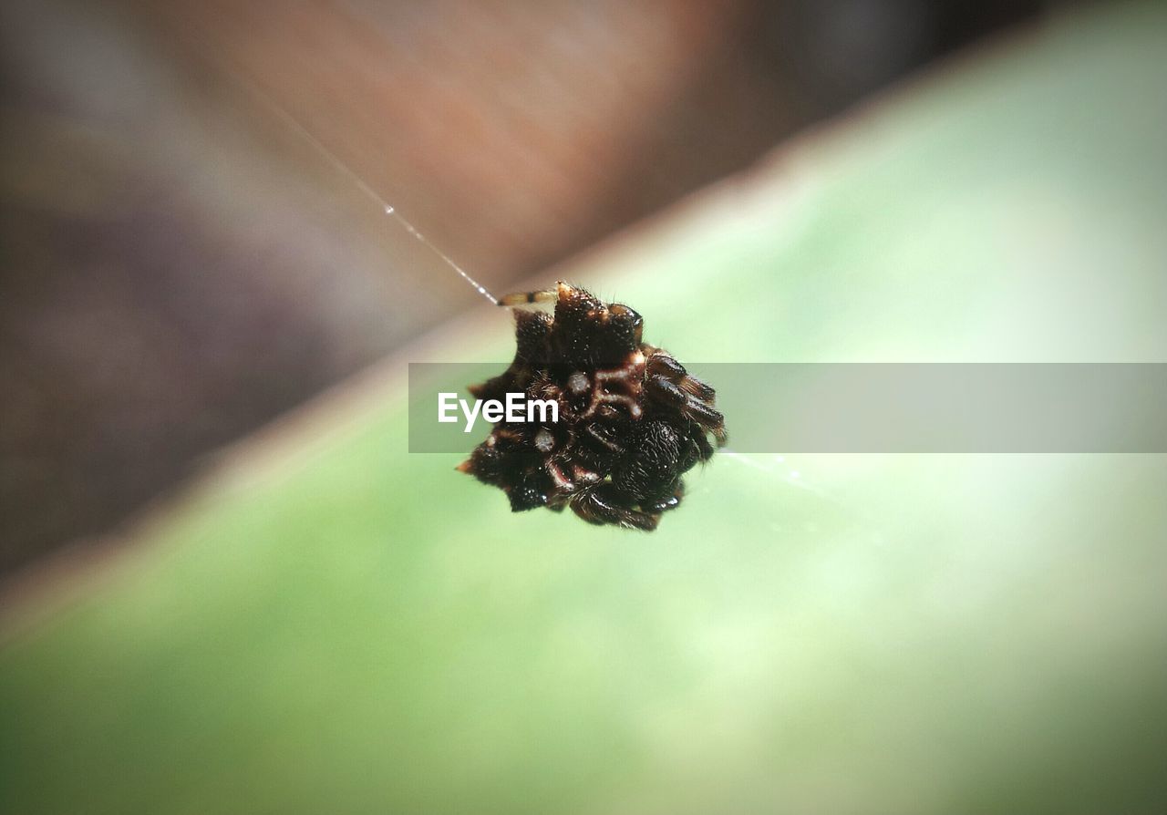 CLOSE-UP OF SPIDER AND WEB