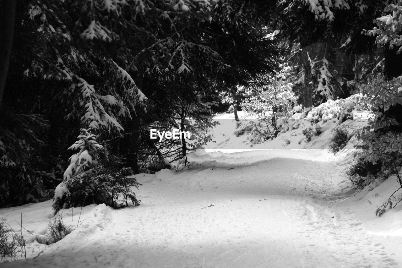 TREES ON SNOW COVERED MOUNTAINS