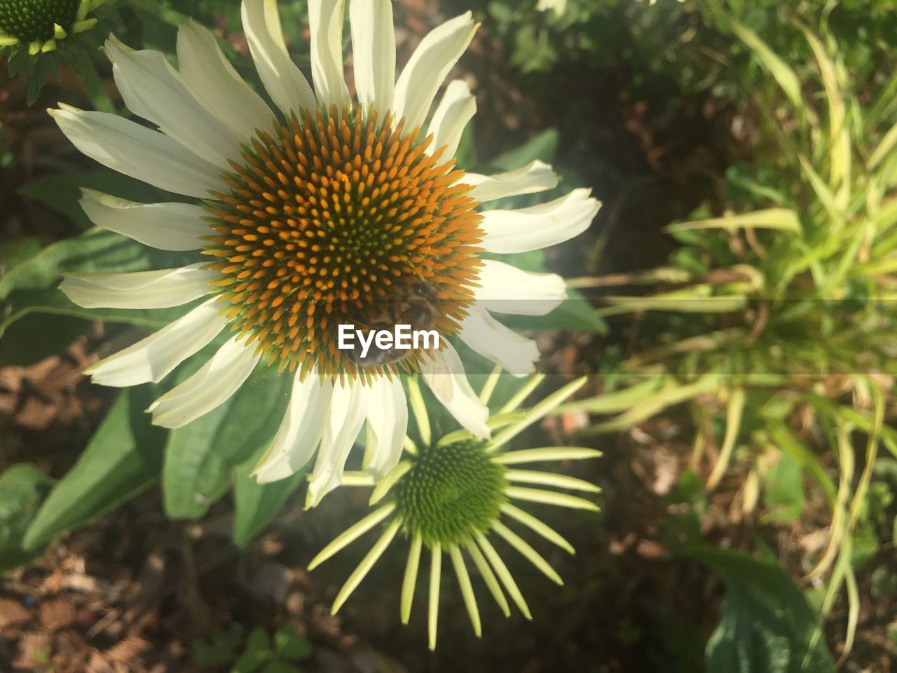 CLOSE-UP OF WHITE CONEFLOWERS BLOOMING OUTDOORS