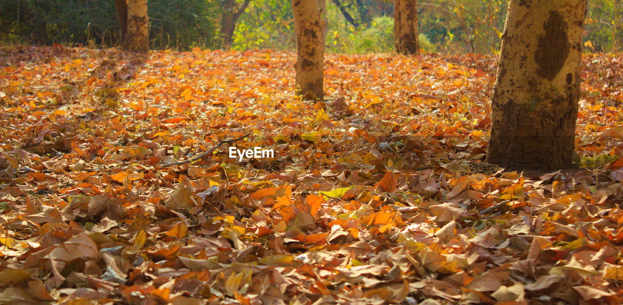 AUTUMN LEAVES ON TREE