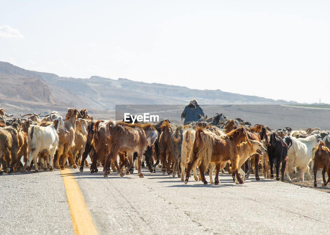 Shepherd with many goats in jordan crossing the road near the dead sea