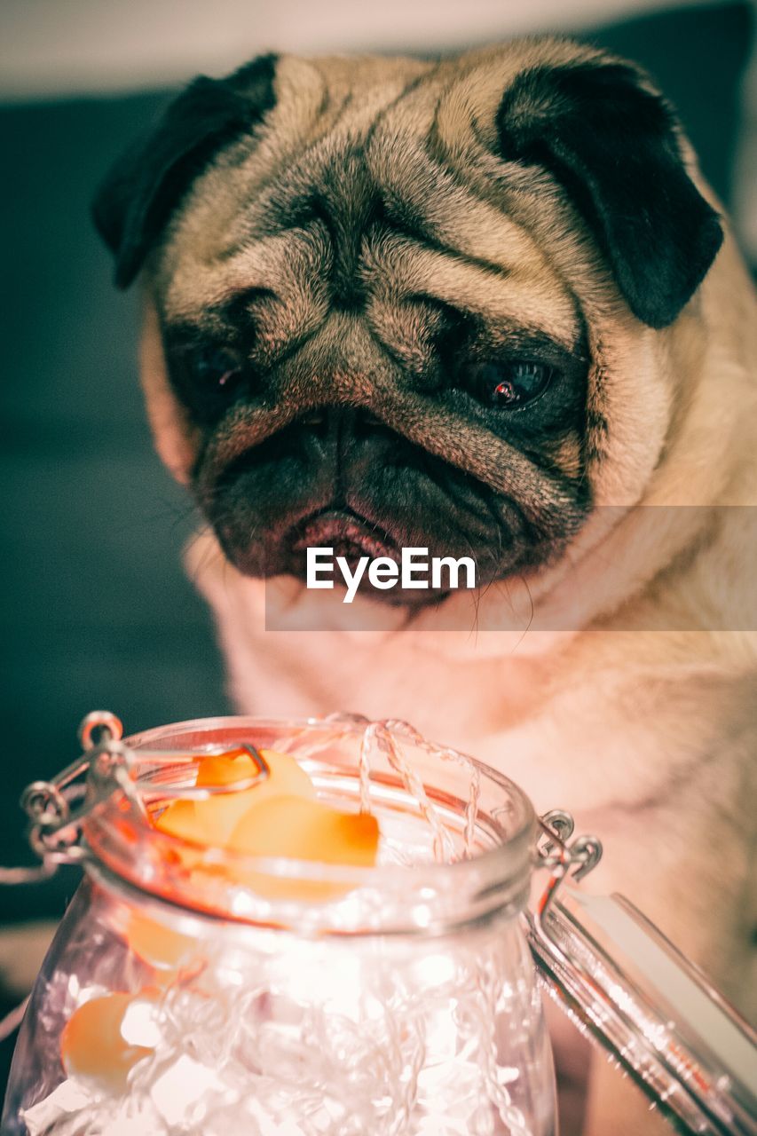 Close-up of pug looking at illuminated decorations in jar