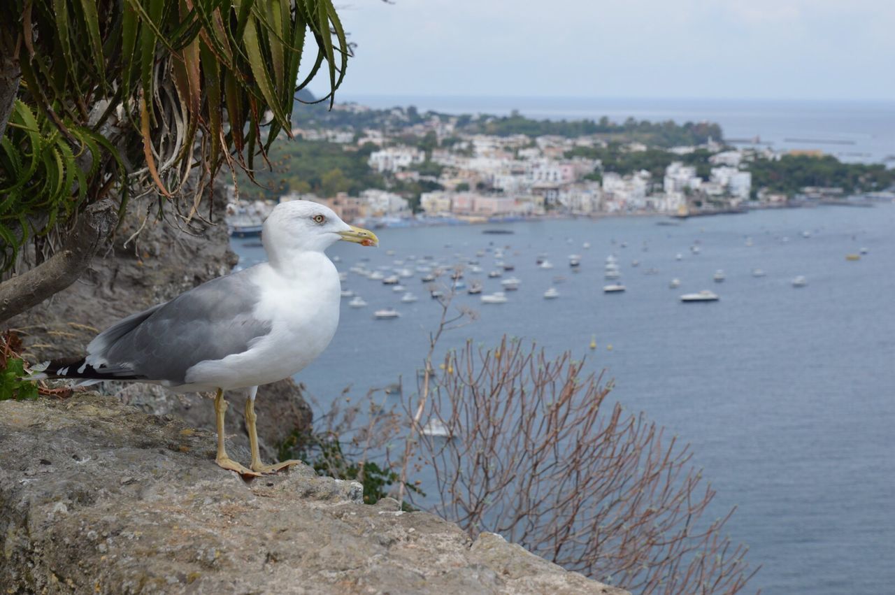 SEAGULL PERCHING ON ROCK AT BEACH