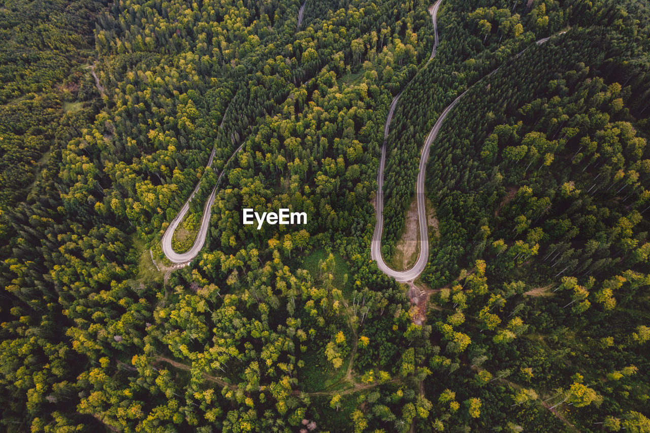 High angle view of trees