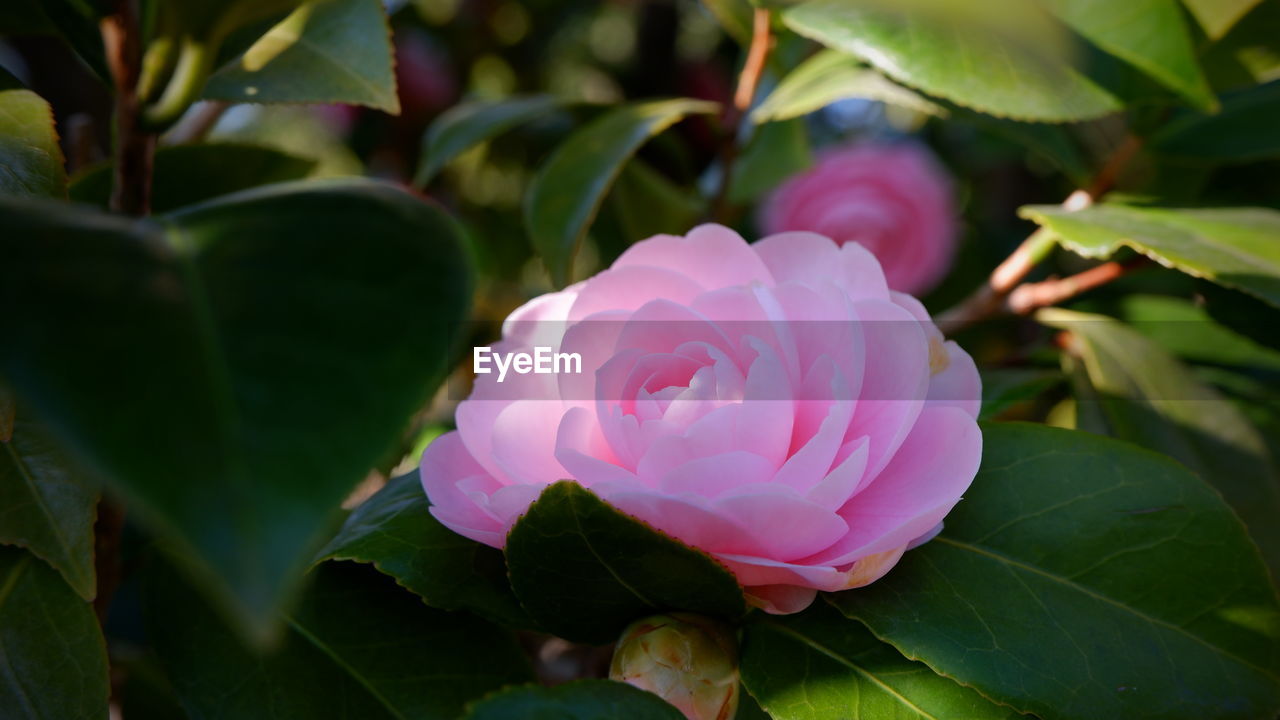 Camellia waking up to the gentle afternoon sunlight 