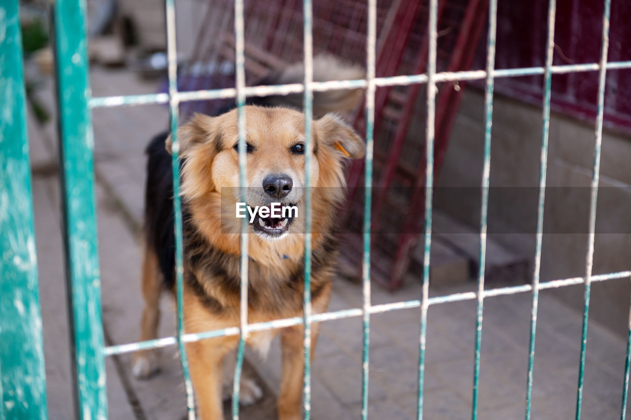 Dog in animal shelter waiting for adoption. portrait of red homeless dog in animal shelter cage.