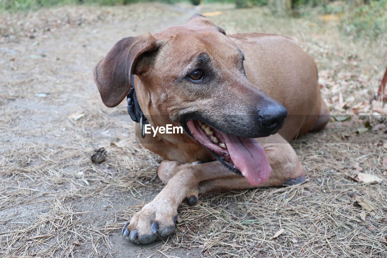 Dog looking away while resting on land