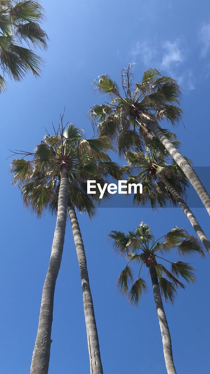 LOW ANGLE VIEW OF COCONUT PALM TREES AGAINST CLEAR BLUE SKY