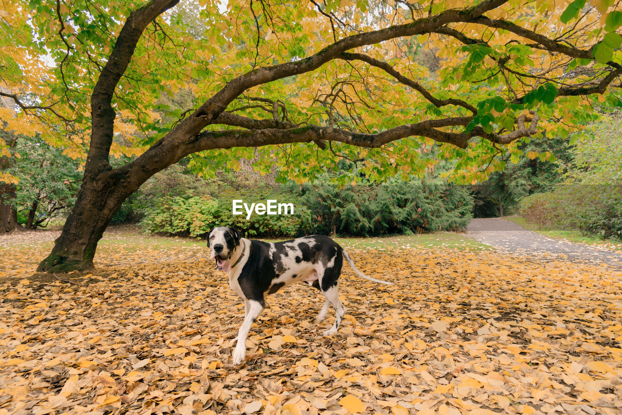 Dog standing on dry leaves against trees in forest