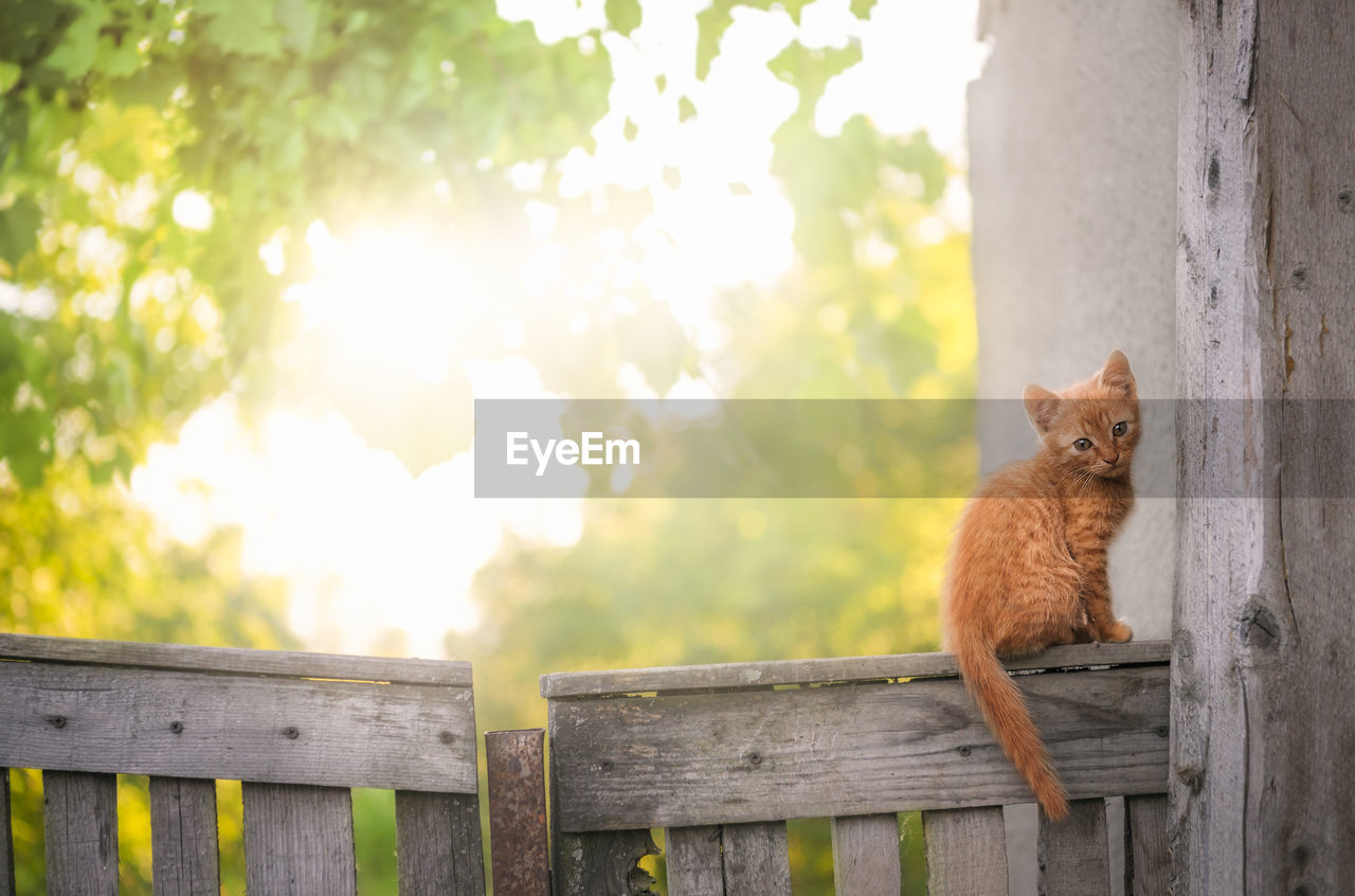 PORTRAIT OF CAT SITTING ON WOOD AGAINST BLURRED BACKGROUND