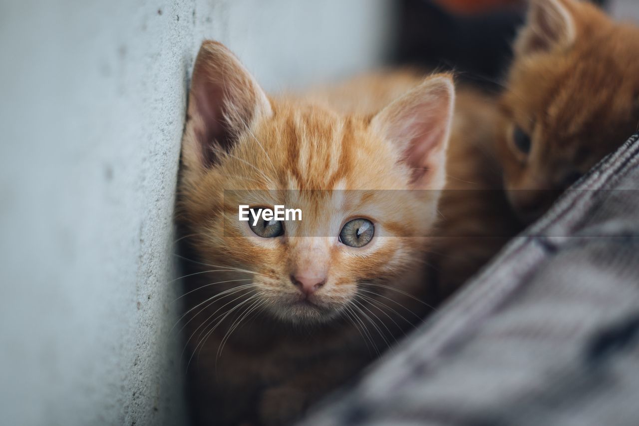 Close-up portrait of a cat