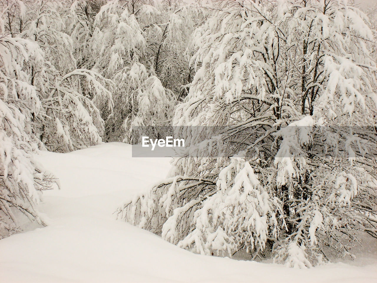 Scenic view of snow covered pine trees and land