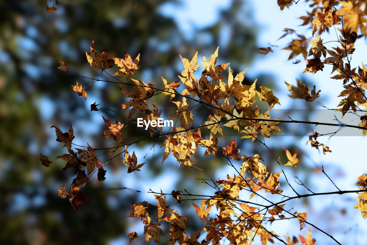 tree, plant, nature, leaf, autumn, branch, sunlight, plant part, beauty in nature, flower, no people, sky, outdoors, focus on foreground, day, growth, tranquility, low angle view, blossom, environment, twig, close-up, scenics - nature, food and drink, freshness, food