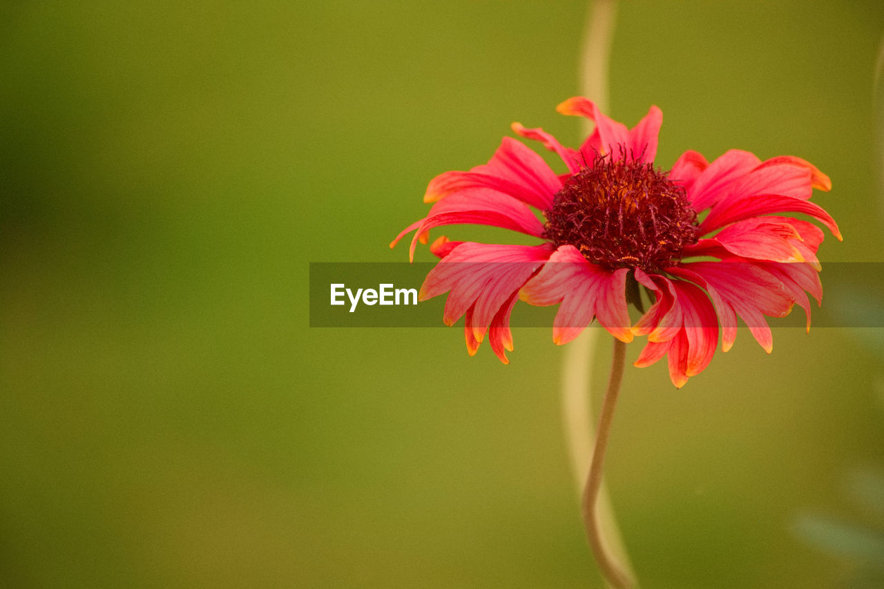 Close-up of red flower