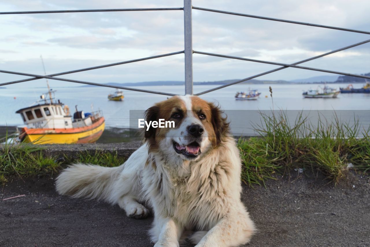 PORTRAIT OF A DOG ON BOAT
