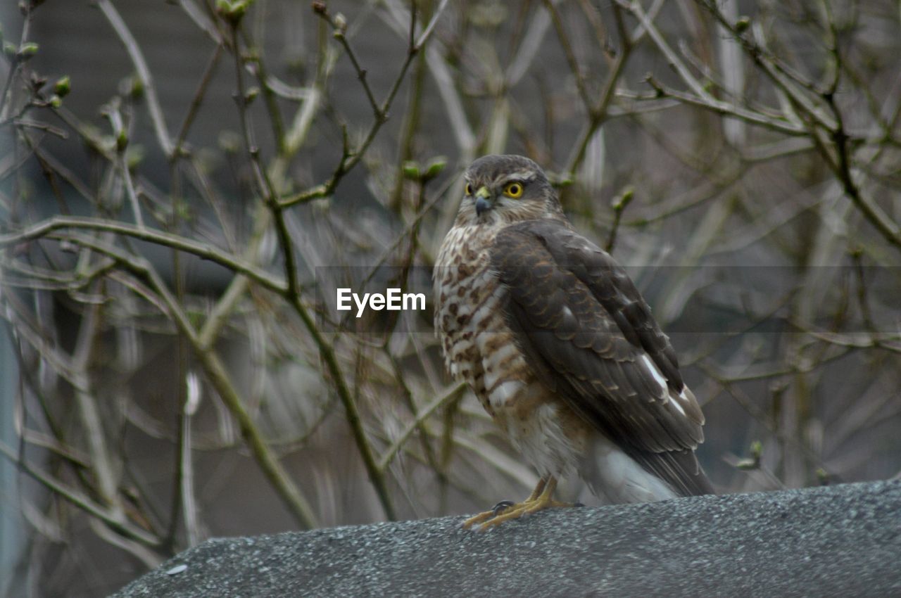 Close-up of sparrow hawk