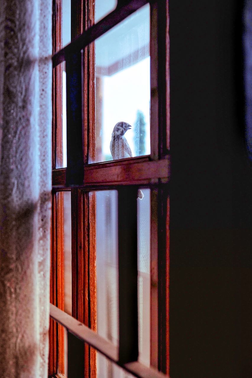CLOSE-UP OF BIRD LOOKING THROUGH WINDOW