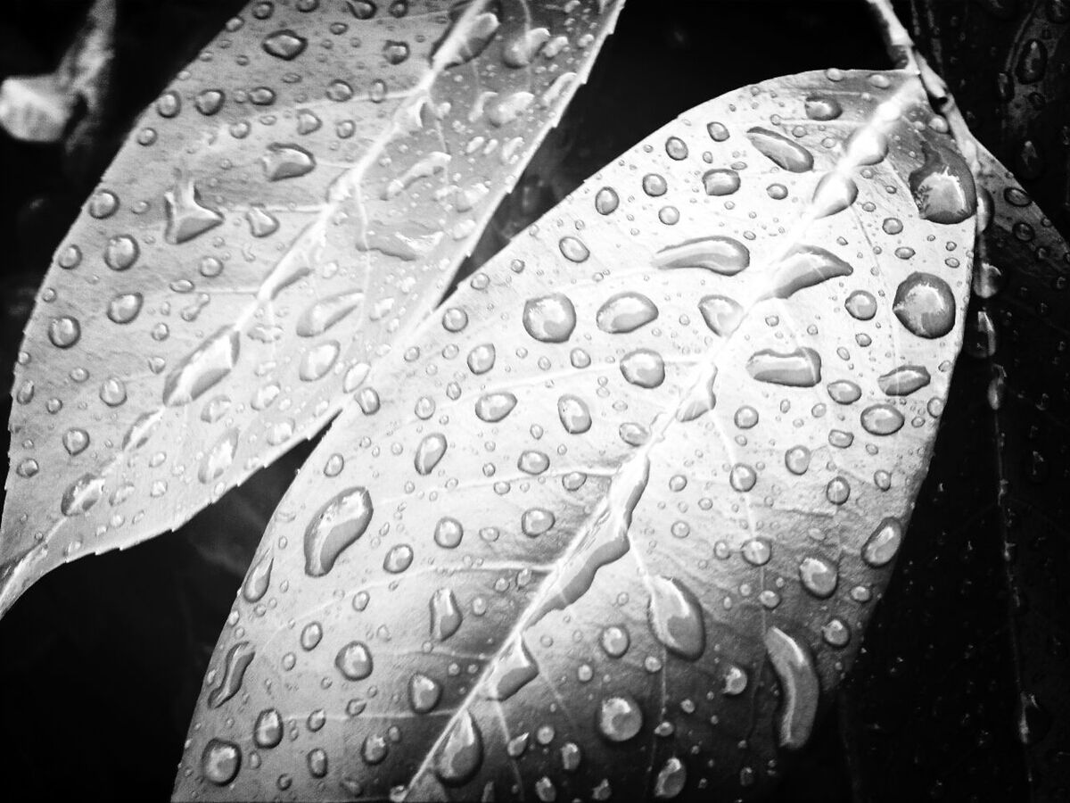 Close-up of water drops on leaf