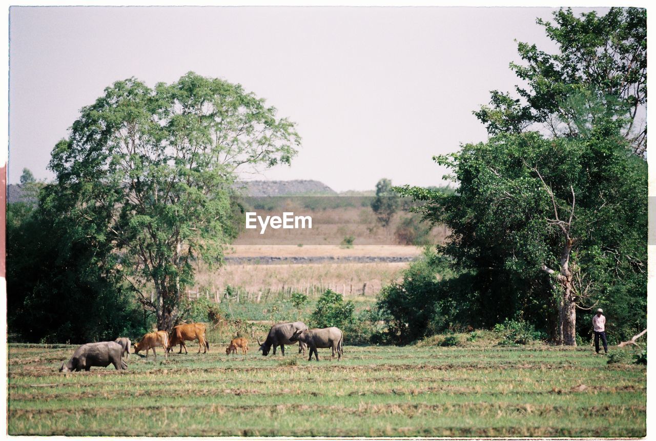 HORSE GRAZING ON FIELD AGAINST SKY