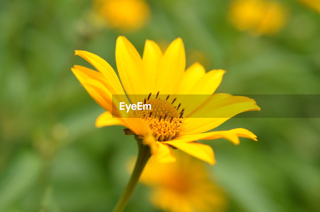 Close-up of yellow flower against blurred background