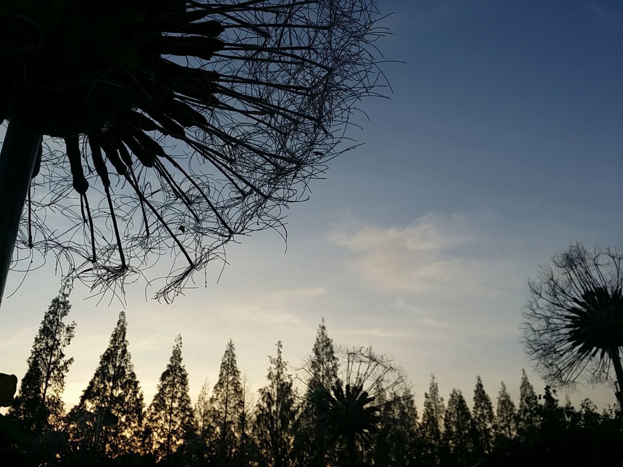 Low angle view of palm trees