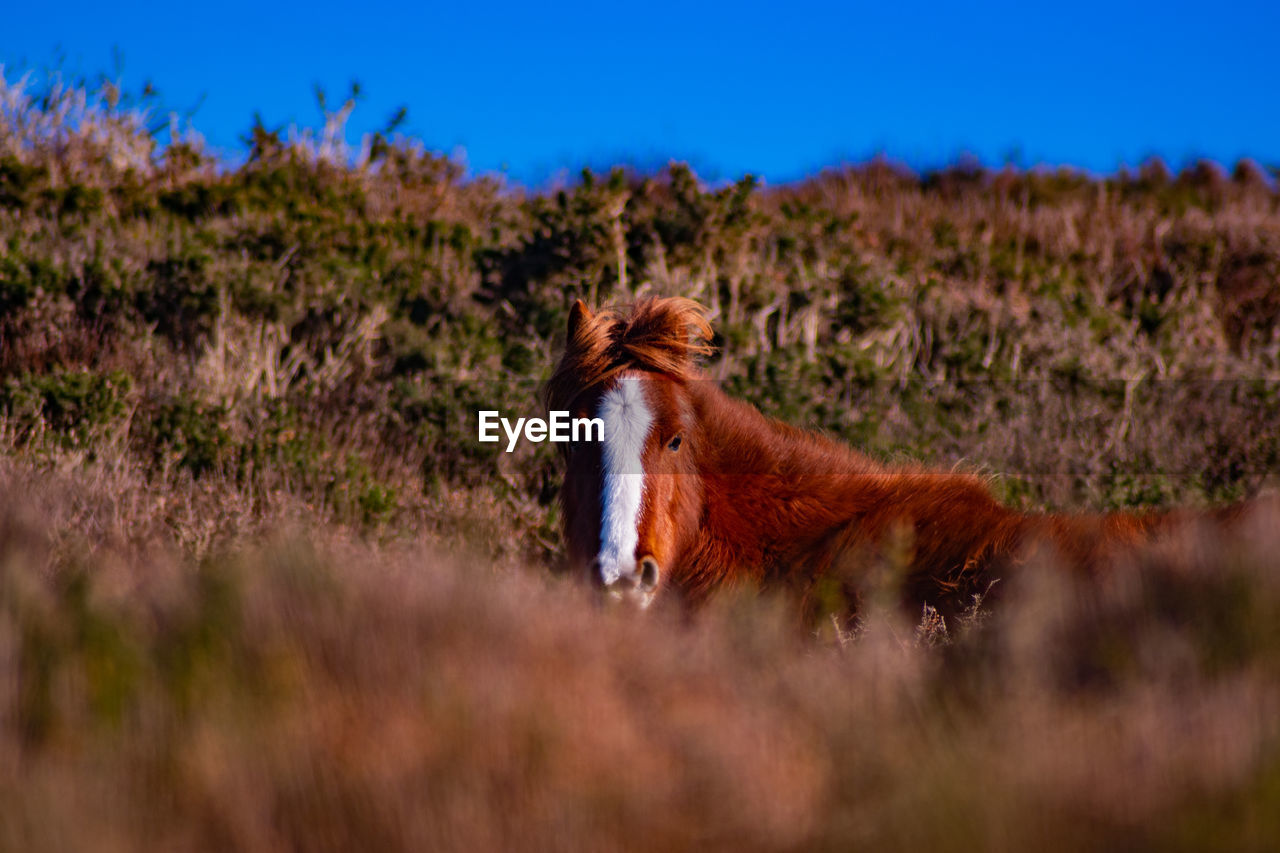 horse, animal, animal themes, mammal, animal wildlife, prairie, wilderness, natural environment, one animal, grassland, nature, no people, plant, domestic animals, wildlife, pasture, mustang horse, sky, landscape, grass, environment, livestock, land, side view, outdoors, brown, grazing, pet, day, meadow, rural area, steppe, savanna, clear sky, full length