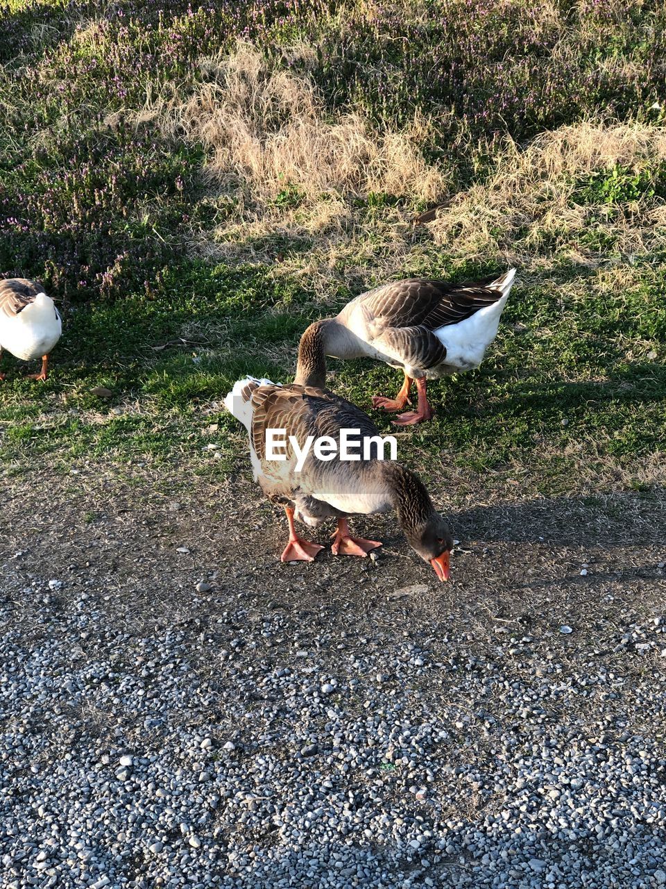 HIGH ANGLE VIEW OF DUCK ON FIELD